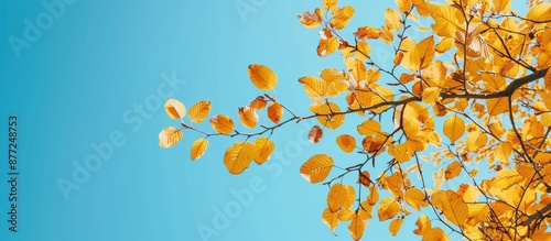 A scenic view of yellow lea...