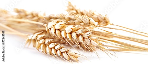 Isolated wheat spikelets on...