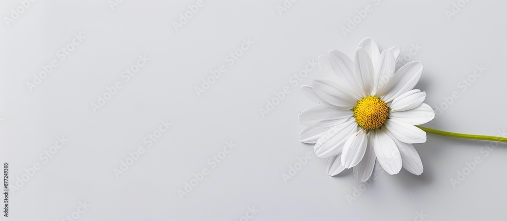 Obraz premium White background highlighting a daisy flower with copy space image included