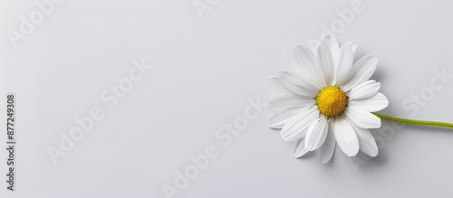 White background highlighti...