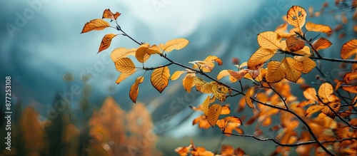 Autumnal golden leaves in t...