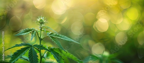 Hemp medical plant with lea...