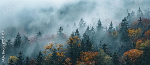 Forest enshrouded in a mood...