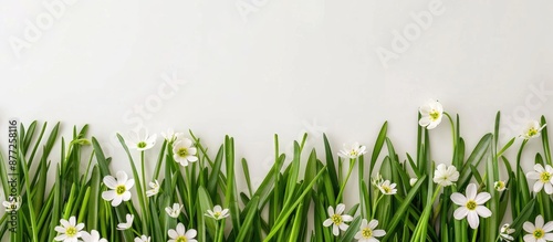 Spring season featuring fresh green grass white flowers on a light background with copy space image