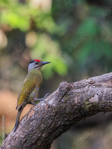 Fotografía Grey-headed Woodpecker - A beautiful specie of woodpecker found in entire Himalaya range of India