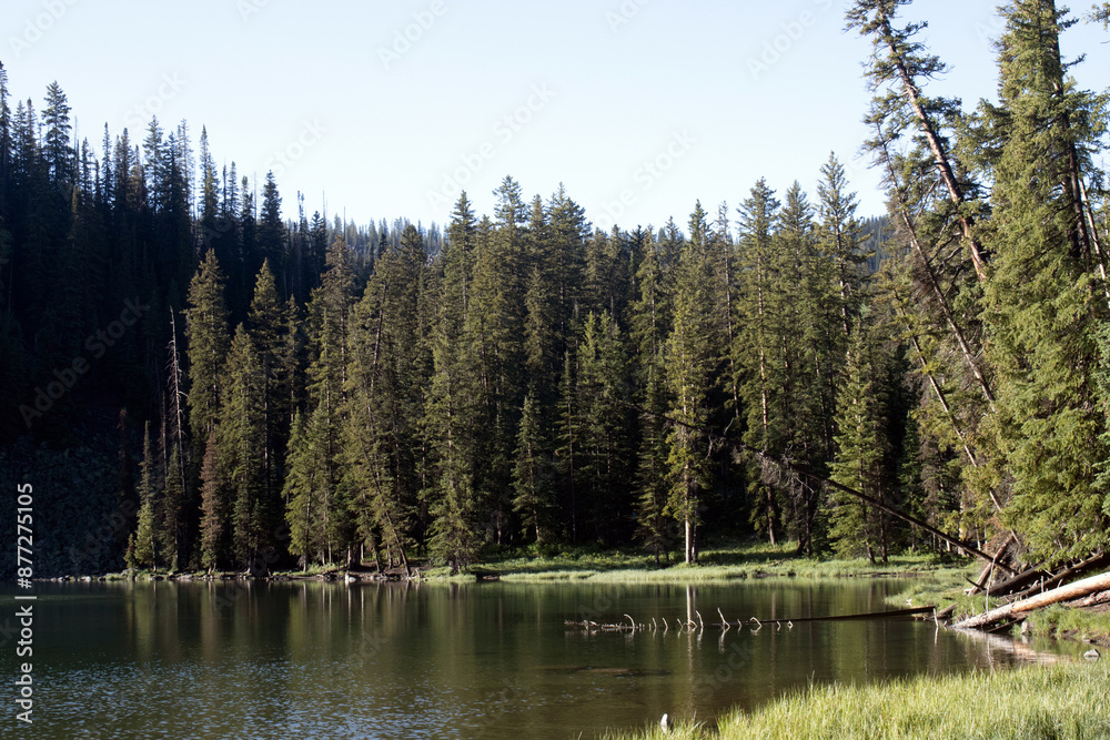 Evergreen trees and the blue water of Jumbo Reservoir in Grand Mesa National Forest in Colorado Evergreen trees and the blue water of Jumbo Reservoir in Grand Mesa National Forest in Colorado