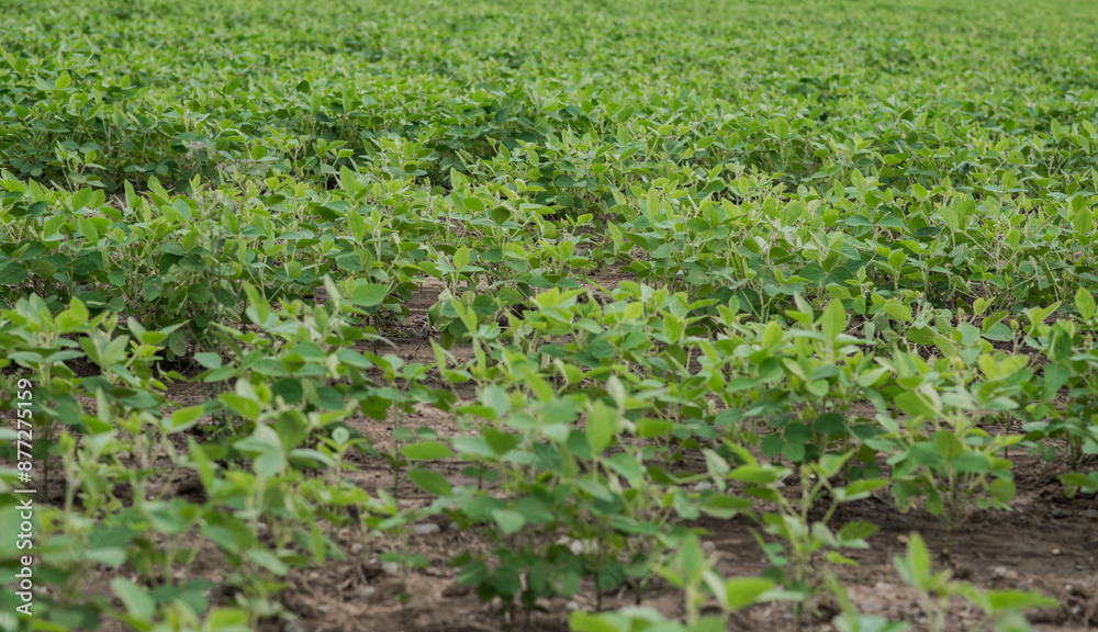cultivo de soya al aire libre cultivo de soya al aire libre