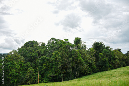 landscape with trees and clouds