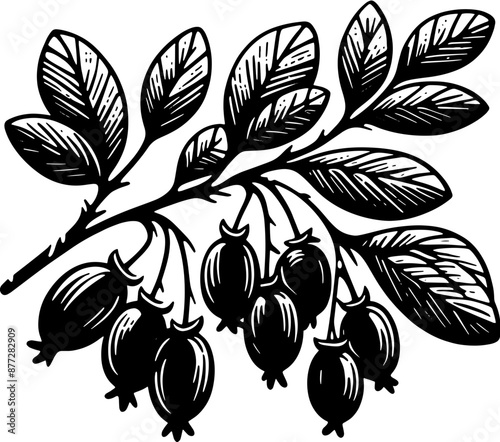 Barberry Fruit icon 5