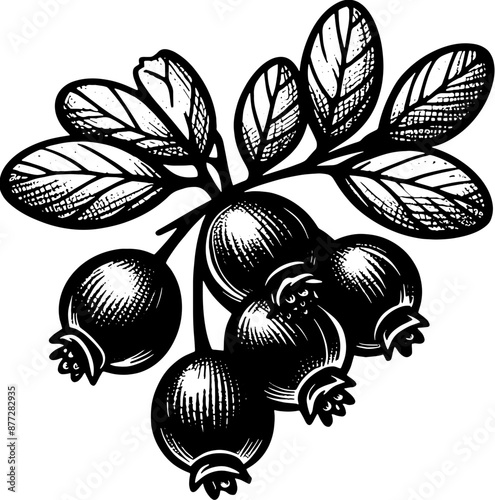 Barberry Fruit icon 9