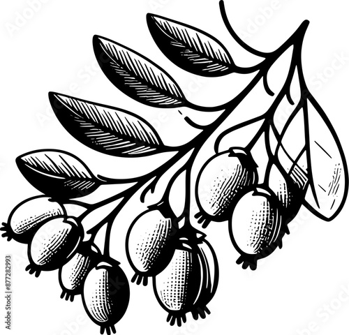 Barberry Fruit icon 14