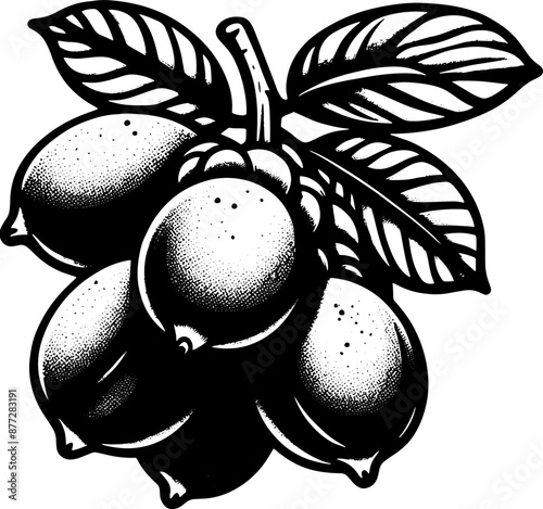Bignay Fruit icon 10
