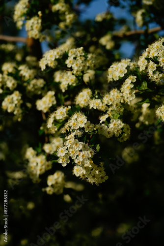 White cherry flowers on a black and green background in garden