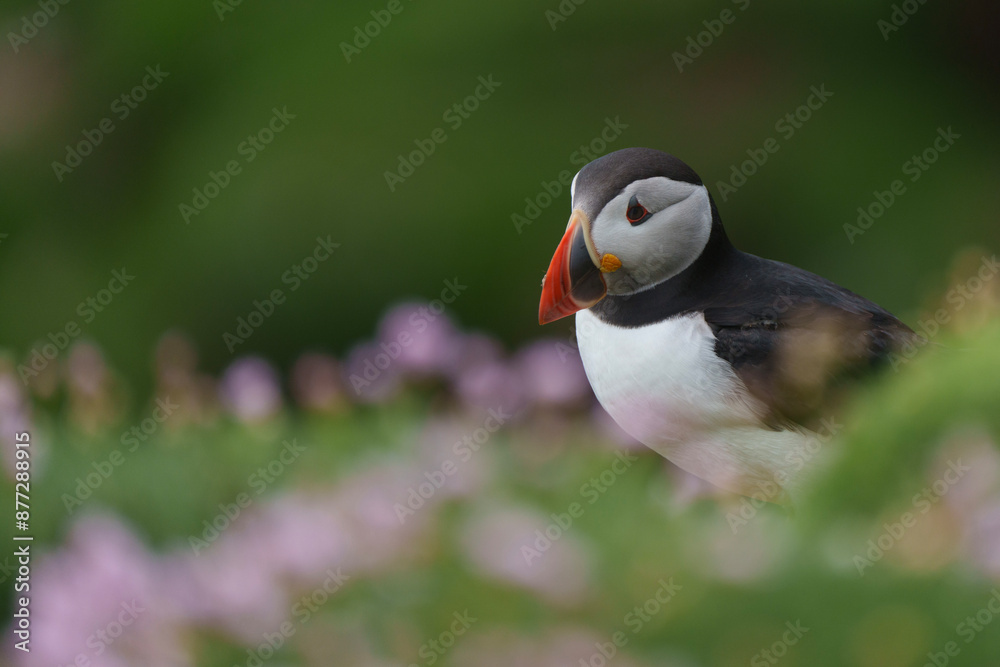 Naklejka premium atlantic puffin or common puffin or common puffin