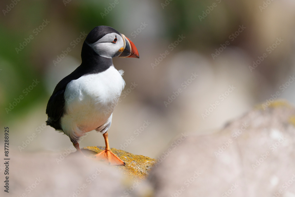 Naklejka premium atlantic puffin or common puffin or common puffin