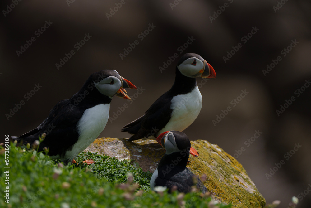 Fototapeta premium atlantic puffin or common puffin on country