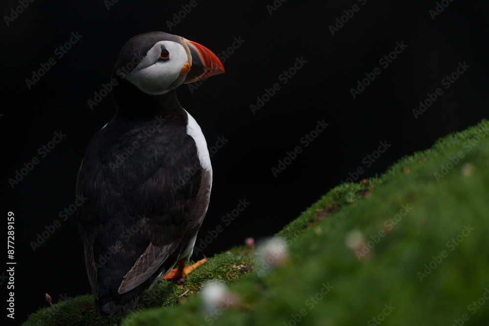 atlantic puffin or common puffin or common puffin