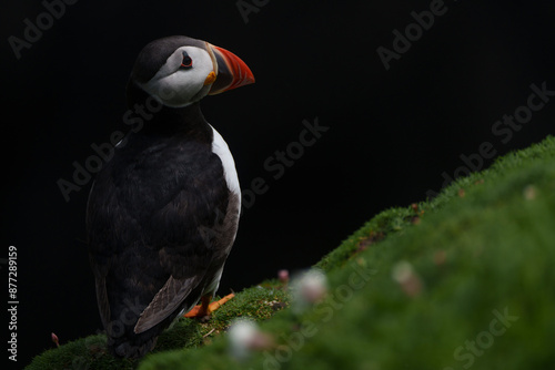 Obraz na płótnie atlantic puffin or common puffin or common puffin w salonie