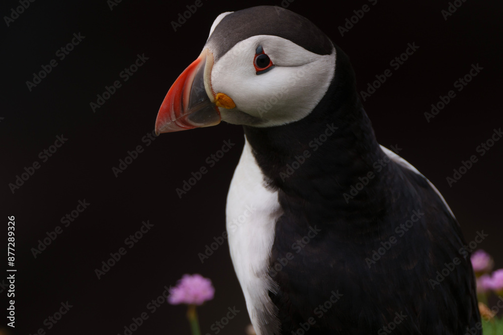 atlantic puffin or common puffin or puffin
