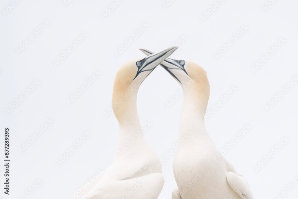 a pair of swans on a white background