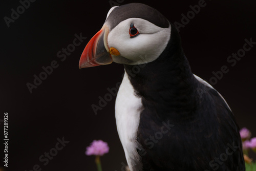 Obraz na płótnie atlantic puffin or common puffin or puffin w salonie