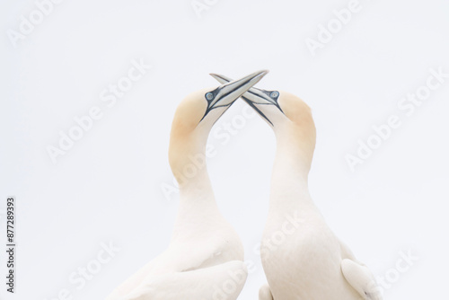 Obraz na płótnie a pair of swans on a white background w salonie