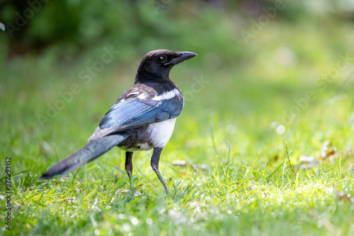 Handsome black and white Magpie (pica pica) standing on a garden lawn in Summer. © Helen