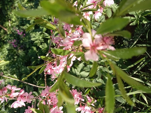 Wallpaper Mural pink flowers in the garden Torontodigital.ca