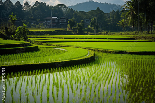 rice paddy