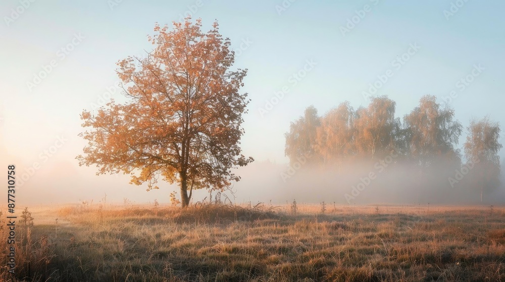 Serene autumn morning landscape with a solitary tree in a misty field, bathed in soft sunlight, ideal for nature and seasonal themes. Serene autumn morning landscape with a solitary tree in a misty field, bathed in soft sunlight, ideal for nature and seasonal themes.