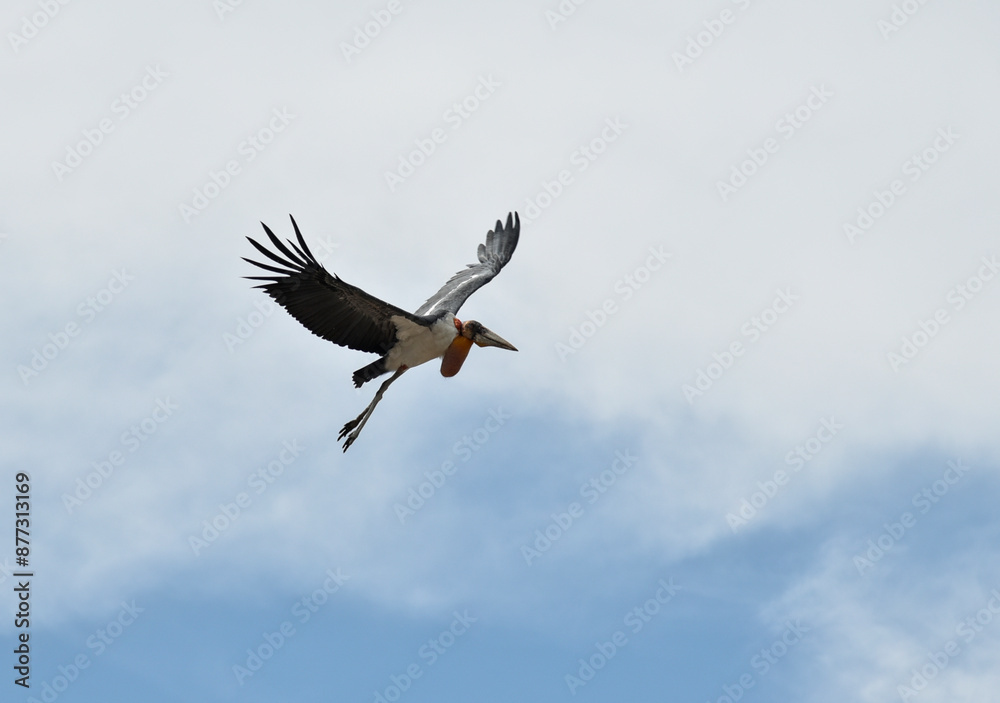 Fototapeta premium Greater adjutant stork birds flying over a garbage dumping site searching food.