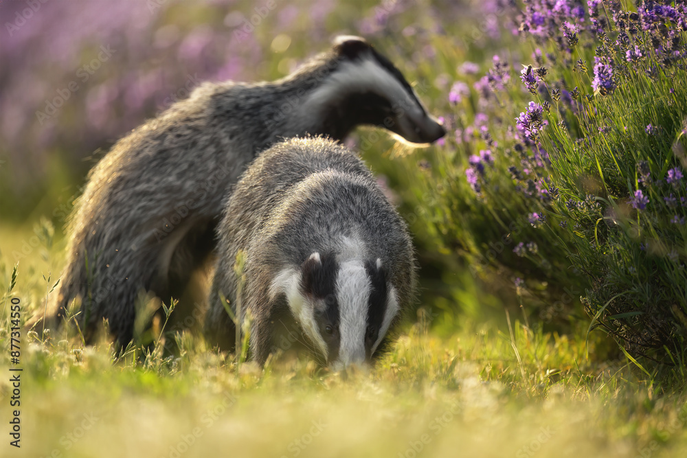 Obraz premium Badgers are playing near the forest in the meadow.
