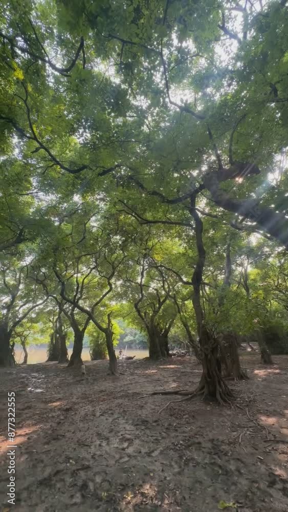 Forest tree nature grass plants sky leafs Forest tree nature grass plants sky leafs