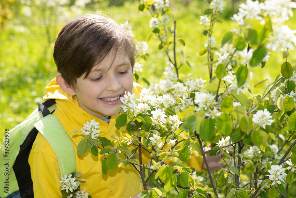 boy is sniffing apple tree flowers in spring boy is sniffing apple tree flowers in spring