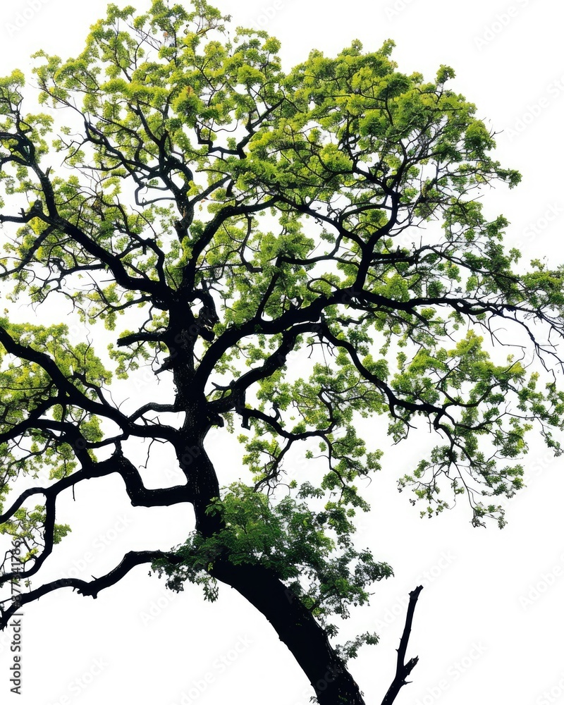 Fototapeta premium White Oak Silhouette. Isolated Nature Tree with Green Leaves and Branches