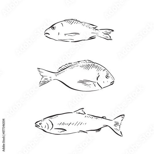 Three fish line drawn in a sketch style in black and white. Drawn by hand and vectorised in individual eps.
