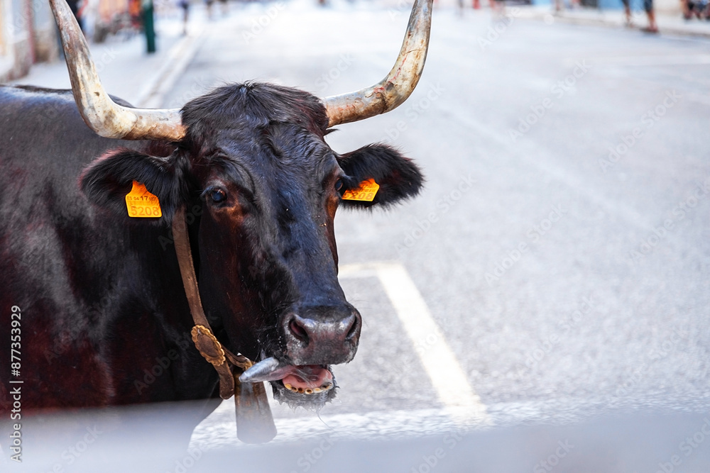 Bulls on the street in Sagunto, Spain 15 June 2024.Toros en la calle en