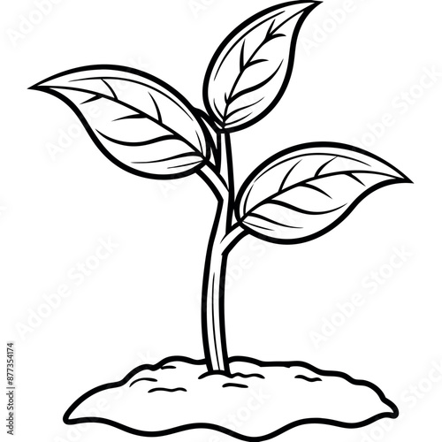 isolated on a white background, a seedling plant sprout sprouting from the earth