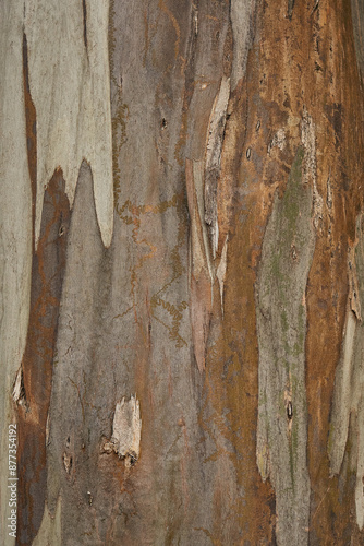 Detail of an eucalyptus tree bark