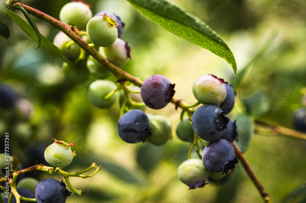 Blueberry berries on a bush in the morning sun Blueberry berries on a bush in the morning sun