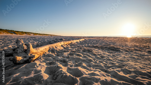 Fototapeta Naklejka Na Ścianę i Meble -  Dry tree branch lying on the sandy beach at sunset. Baltic Sea, Poland