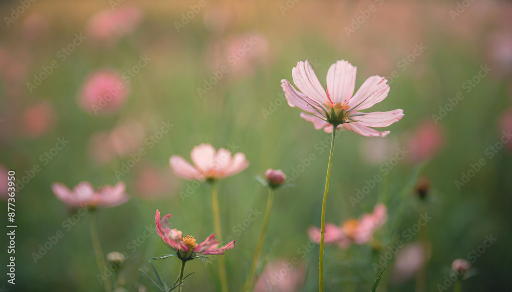 Cosmos flower close up on sunset background with soft selective focus Cosmos flower close up on sunset background with soft selective focus