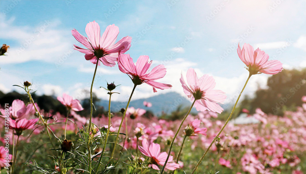 Cosmos flower close up on sunset background with soft selective focus Cosmos flower close up on sunset background with soft selective focus