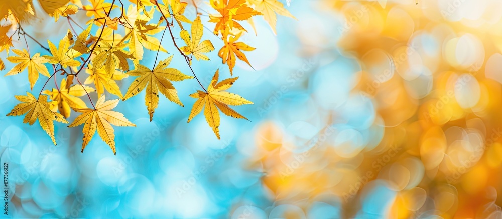 Fototapeta premium Maple tree branches with yellow leaves during autumn season provide a serene background for copy space image