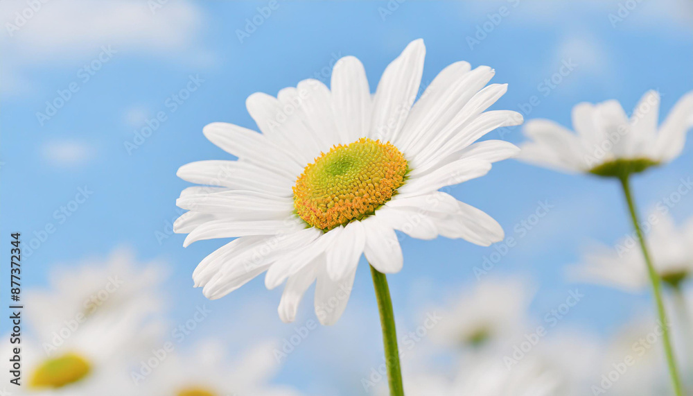 daisy flower field against blue sky daisy flower field against blue sky