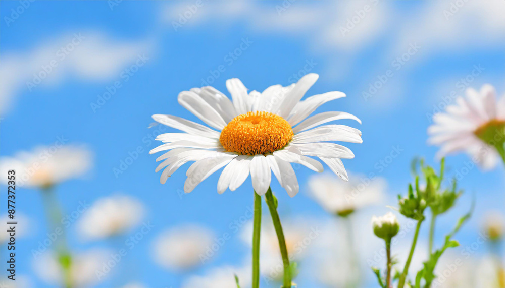 daisy flower field against blue sky daisy flower field against blue sky
