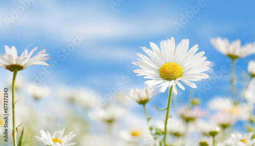 daisy flower field against blue sky