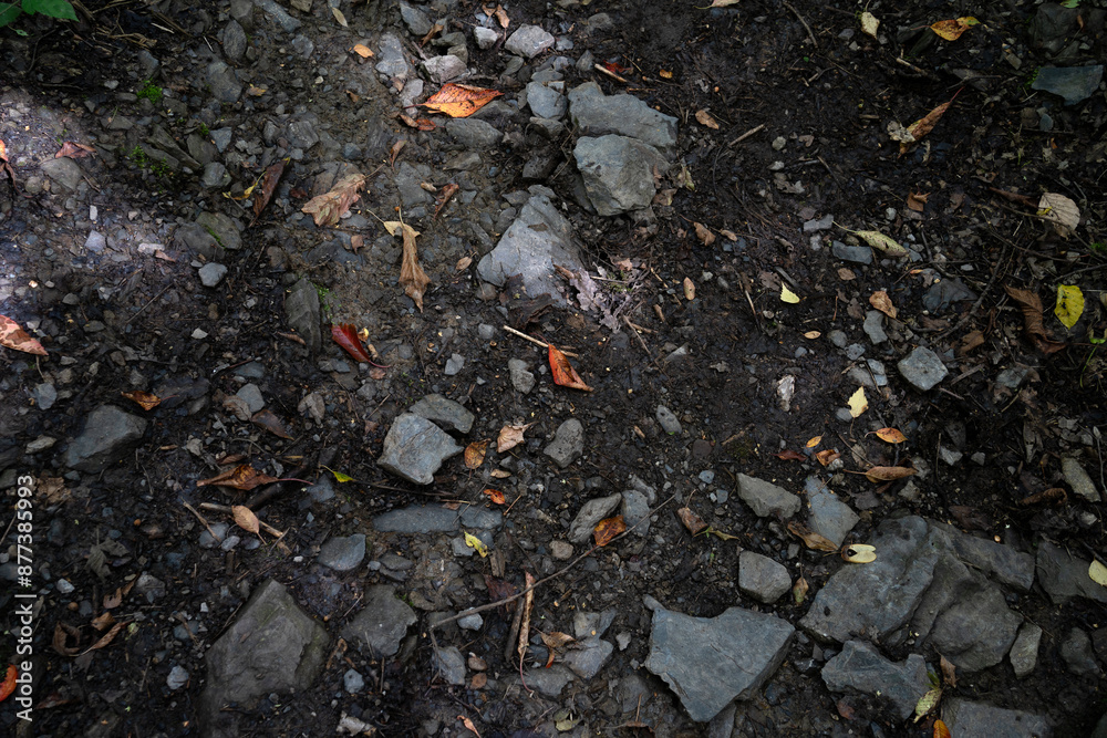 Fototapeta premium stones on the ground in the woods