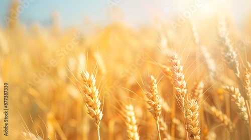 Wheat field, golden wheat medow, summer nature landscape