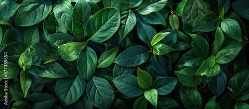 Green leaves backdrop with copy space image